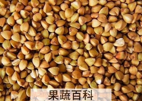 荞麦不能和什么一起吃