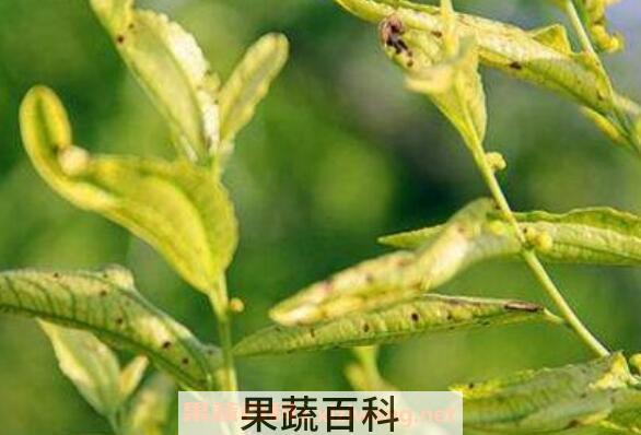 果树黄叶病如何治 果树黄叶病的防治方法