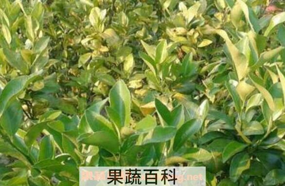果树黄叶病如何治 果树黄叶病的防治方法