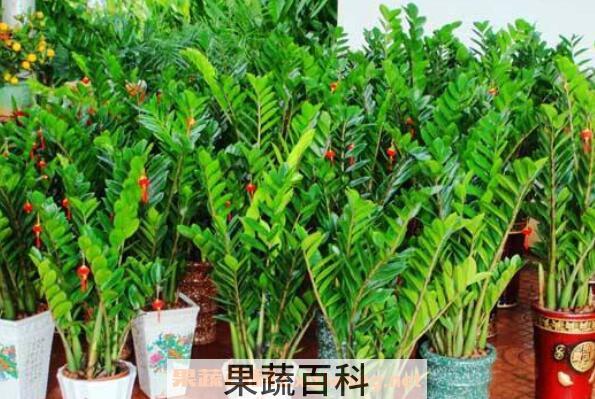 金钱树叶子发黄怎么办