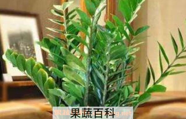 金钱树叶子发黄怎么办