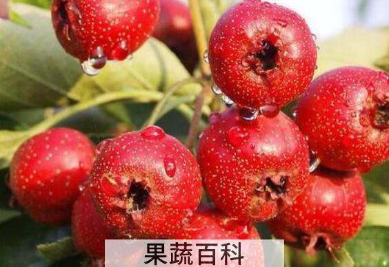 孕妇禁吃十大水果有哪些