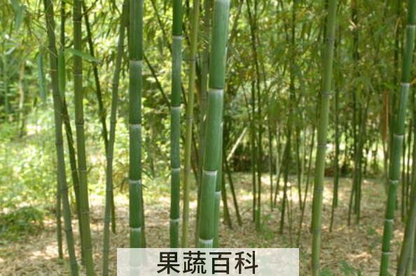 竹米的功效与作用