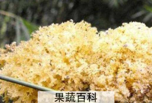 竹燕窝怎么吃 竹燕窝的做法