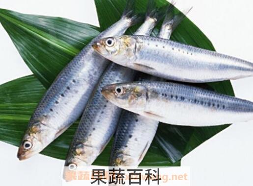沙丁鱼的功效与作用