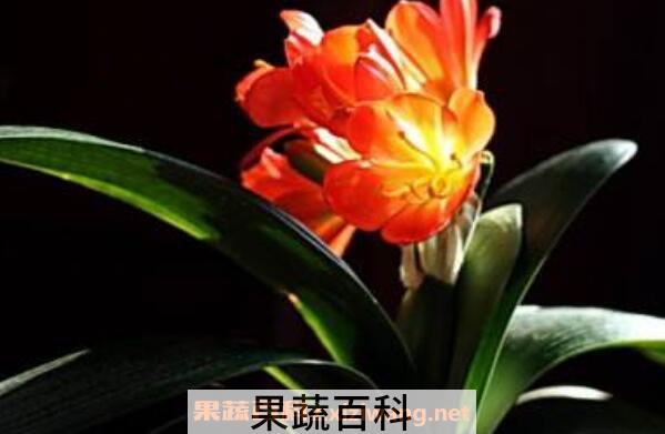 君子兰怎么繁殖 君子兰的繁殖方法技巧