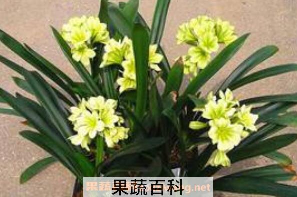 君子兰怎么繁殖 君子兰的繁殖方法技巧