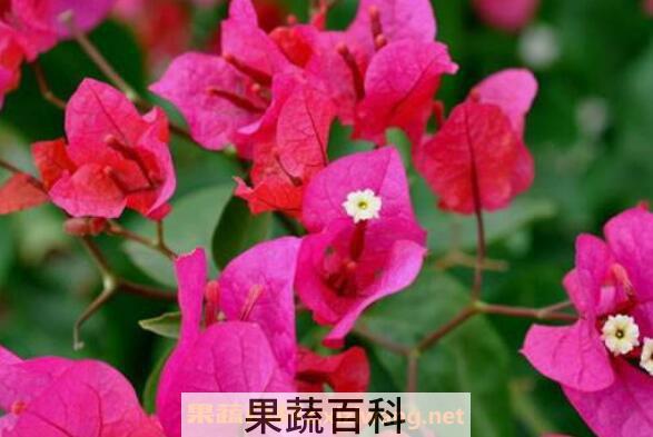 叶子花的功效与作用 叶子花的副作用