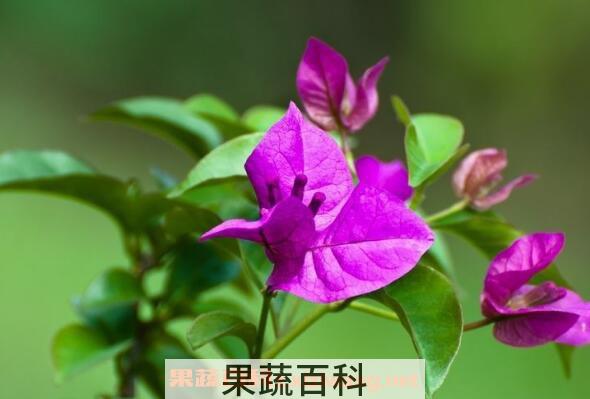 叶子花的功效与作用 叶子花的副作用