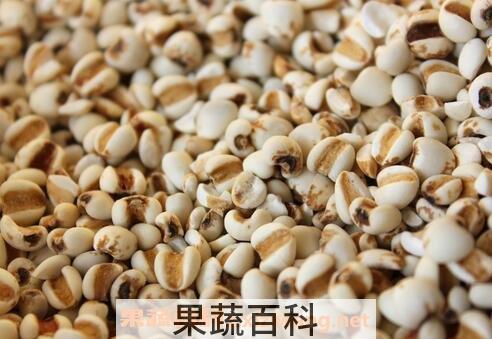 薏仁米的功效与作用及禁忌