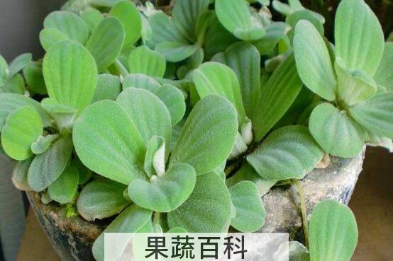 什么是水芙蓉 水芙蓉的功效与作用