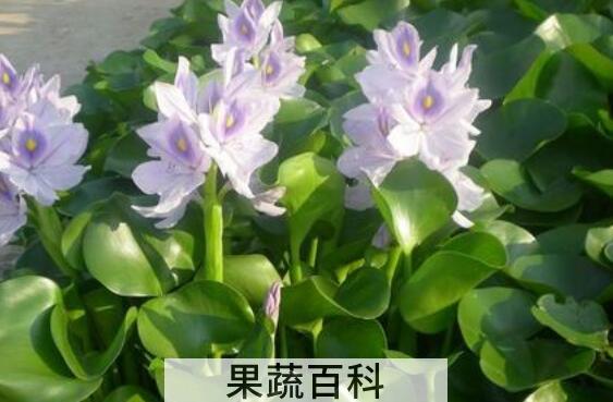什么是水芙蓉 水芙蓉的功效与作用