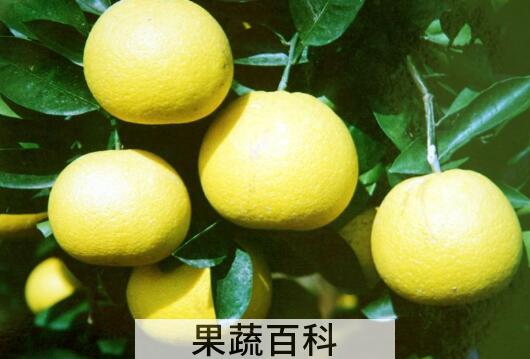 胡柚的功效与作用及禁忌