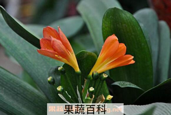 君子兰用什么土最好 君子兰换土注意事项