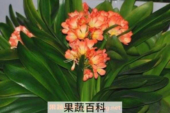 君子兰用什么土最好 君子兰换土注意事项