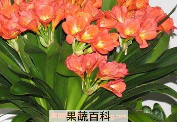 君子兰种子怎么种 君子兰种子种植方法技巧