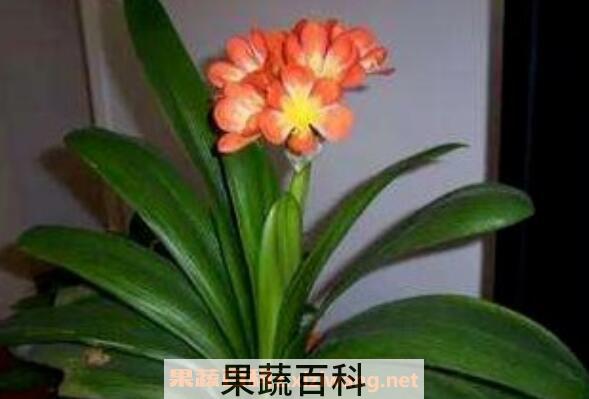 君子兰种子怎么种 君子兰种子种植方法技巧