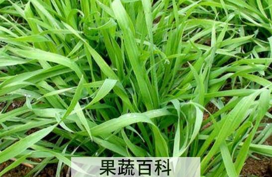 麦苗根的功效与作用 