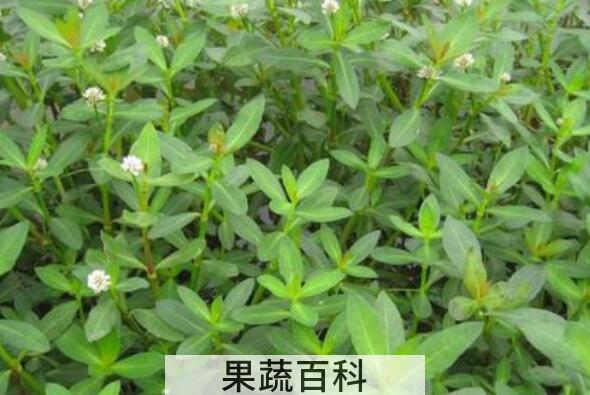 莲心菜怎么做好吃 莲子菜的食用方法
