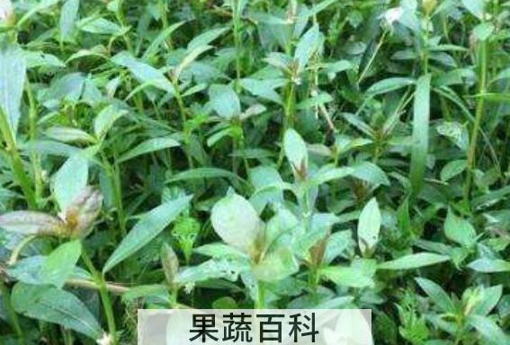 莲心菜怎么做好吃 莲子菜的食用方法