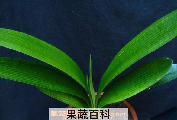 君子兰夏天怎么浇水 君子兰夏天怎么养