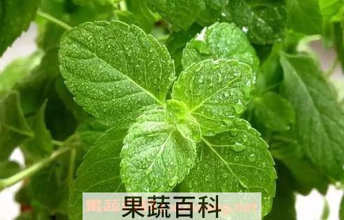 薄荷精油