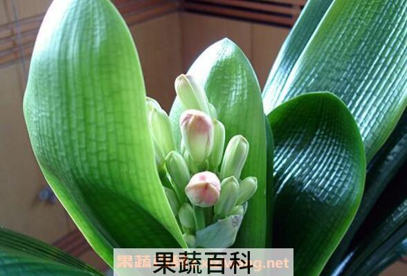 君子兰叶子发黄是什么原因 君子兰叶子烂了怎么办
