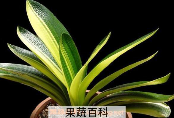 君子兰如何养殖 君子兰养殖方法