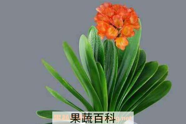 君子兰如何养殖 君子兰养殖方法