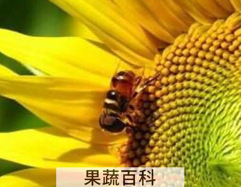 葵花粉的功效与作用