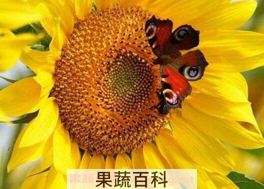 葵花粉的功效与作用