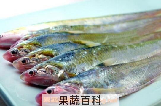 长江子鱼的功效与作用