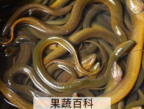 长鱼的营养价值及功效