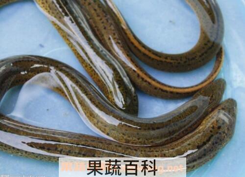 长鱼的营养价值及功效