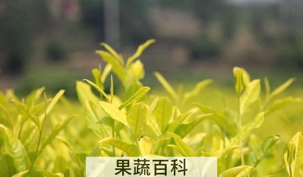 黄金芽茶叶储存方法