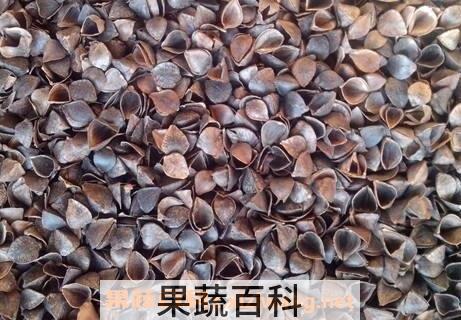 荞麦壳的功效与作用