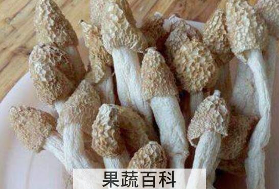 竹菌的功效与作用 吃竹菌有什么禁忌