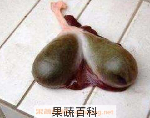 鱼胆的功效与禁忌 鱼胆中毒怎么办