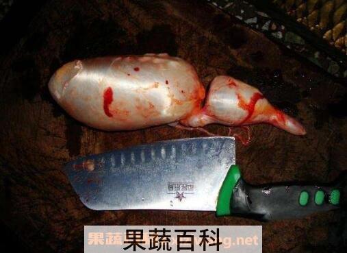 鱼胆的功效与禁忌 鱼胆中毒怎么办