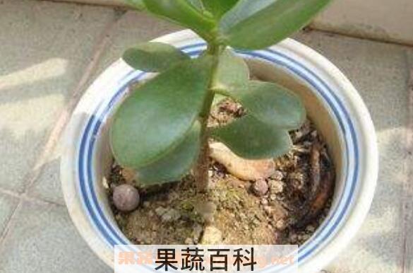  花盆里有小飞虫怎么办 快速除花土小飞虫方法