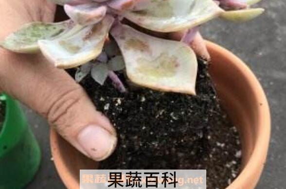  花盆里有小飞虫怎么办 快速除花土小飞虫方法