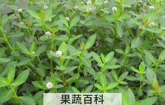 莲子菜的功效与作用 吃莲子菜的好处