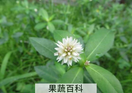 莲子菜的功效与作用 吃莲子菜的好处
