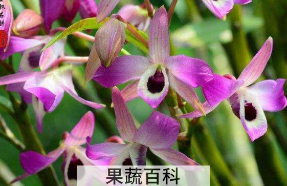 金钗石斛如何修剪 金钗石斛如何管理