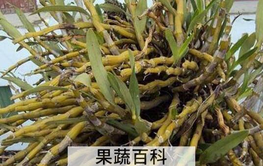 金钗石斛如何修剪 金钗石斛如何管理