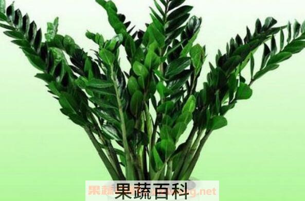 金钱树的养殖方法 养殖金钱树的注意事项