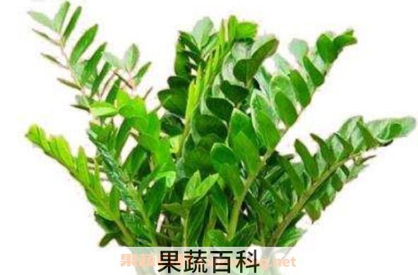 金钱树的养殖方法 养殖金钱树的注意事项