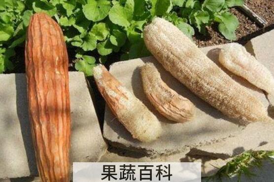 丝瓜壳的功效与作用及药用价值