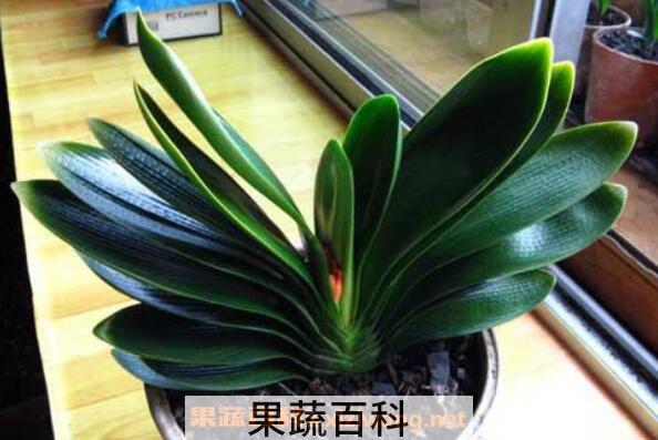 君子兰如何浇水 君子兰浇水的方法和注意事项