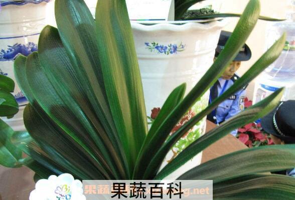 君子兰如何浇水 君子兰浇水的方法和注意事项